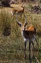 095 Okavango Delta, rode litschie